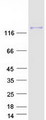 HEPH / Hephaestin Protein - Purified recombinant protein HEPH was analyzed by SDS-PAGE gel and Coomassie Blue Staining