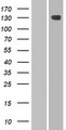 HEPHL1 Protein - Western validation with an anti-DDK antibody * L: Control HEK293 lysate R: Over-expression lysate