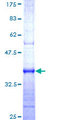 HERC4 Protein - 12.5% SDS-PAGE Stained with Coomassie Blue.