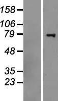 HERC6 Protein - Western validation with an anti-DDK antibody * L: Control HEK293 lysate R: Over-expression lysate