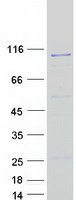 HERC6 Protein - Purified recombinant protein HERC6 was analyzed by SDS-PAGE gel and Coomassie Blue Staining