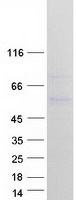 HERPUD1 / HERP Protein - Purified recombinant protein HERPUD1 was analyzed by SDS-PAGE gel and Coomassie Blue Staining