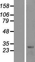 HES1 / HES-1 Protein - Western validation with an anti-DDK antibody * L: Control HEK293 lysate R: Over-expression lysate