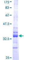 HES1 / HES-1 Protein - 12.5% SDS-PAGE Stained with Coomassie Blue.