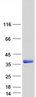 HES1 / HES-1 Protein - Purified recombinant protein HES1 was analyzed by SDS-PAGE gel and Coomassie Blue Staining