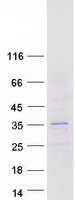 HES4 Protein - Purified recombinant protein HES4 was analyzed by SDS-PAGE gel and Coomassie Blue Staining
