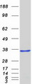 HES6 Protein - Purified recombinant protein HES6 was analyzed by SDS-PAGE gel and Coomassie Blue Staining
