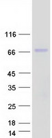 HEXB Protein - Purified recombinant protein HEXB was analyzed by SDS-PAGE gel and Coomassie Blue Staining
