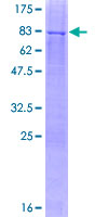 HEXDC Protein - 12.5% SDS-PAGE of human HEXDC stained with Coomassie Blue