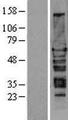 HEXIM1 Protein - Western validation with an anti-DDK antibody * L: Control HEK293 lysate R: Over-expression lysate