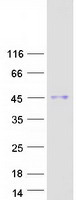 HEXIM2 Protein - Purified recombinant protein HEXIM2 was analyzed by SDS-PAGE gel and Coomassie Blue Staining