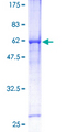 HEY1 Protein - 12.5% SDS-PAGE of human HEY1 stained with Coomassie Blue