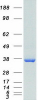 HEY1 Protein - Purified recombinant protein HEY1 was analyzed by SDS-PAGE gel and Coomassie Blue Staining