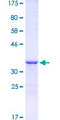 HEYL Protein - 12.5% SDS-PAGE Stained with Coomassie Blue.