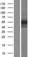 HFH-4 / FOXJ1 Protein - Western validation with an anti-DDK antibody * L: Control HEK293 lysate R: Over-expression lysate