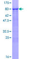 HFH-4 / FOXJ1 Protein - 12.5% SDS-PAGE of human FOXJ1 stained with Coomassie Blue