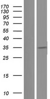 HGF / Hepatocyte Growth Factor Protein - Western validation with an anti-DDK antibody * L: Control HEK293 lysate R: Over-expression lysate