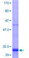 HHATL Protein - 12.5% SDS-PAGE Stained with Coomassie Blue.