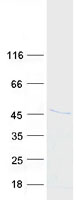 HHEX / HEX Protein - Purified recombinant protein HHEX was analyzed by SDS-PAGE gel and Coomassie Blue Staining