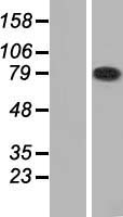 HHIPL2 Protein - Western validation with an anti-DDK antibody * L: Control HEK293 lysate R: Over-expression lysate