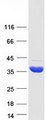 HIBADH Protein - Purified recombinant protein HIBADH was analyzed by SDS-PAGE gel and Coomassie Blue Staining