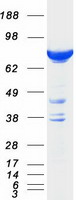 HID1 / C17orf28 Protein - Purified recombinant protein HID1 was analyzed by SDS-PAGE gel and Coomassie Blue Staining