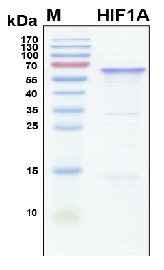 HIF1A / HIF1 Alpha Protein - SDS-PAGE under reducing conditions and visualized by Coomassie blue staining