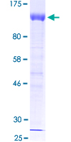 HIF1A / HIF1 Alpha Protein - 12.5% SDS-PAGE of human HIF1A stained with Coomassie Blue