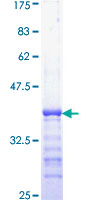 HIF1A / HIF1 Alpha Protein - 12.5% SDS-PAGE Stained with Coomassie Blue.