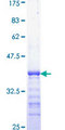 HIF1A / HIF1 Alpha Protein - 12.5% SDS-PAGE Stained with Coomassie Blue.