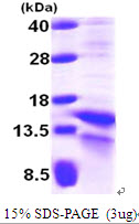 HIF1A / HIF1 Alpha Protein