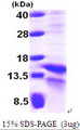 HIF1A / HIF1 Alpha Protein