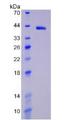 HIF1A / HIF1 Alpha Protein - Active Hypoxia Inducible Factor 1 Alpha (HIF1a) by SDS-PAGE