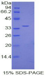 HIF1A / HIF1 Alpha Protein