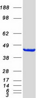 HIF1AN Protein - Purified recombinant protein HIF1AN was analyzed by SDS-PAGE gel and Coomassie Blue Staining