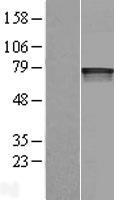 HIF3A / HIF3-Alpha Protein - Western validation with an anti-DDK antibody * L: Control HEK293 lysate R: Over-expression lysate