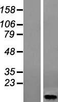 HIGD1A Protein - Western validation with an anti-DDK antibody * L: Control HEK293 lysate R: Over-expression lysate