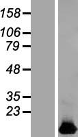 HIGD1B Protein - Western validation with an anti-DDK antibody * L: Control HEK293 lysate R: Over-expression lysate