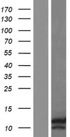 HILPDA / HIG2 Protein - Western validation with an anti-DDK antibody * L: Control HEK293 lysate R: Over-expression lysate