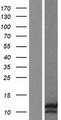 HILPDA / HIG2 Protein - Western validation with an anti-DDK antibody * L: Control HEK293 lysate R: Over-expression lysate