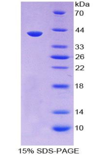 HIN-1 / SCGB3A1 Protein - Recombinant Secretoglobin Family 3A, Member 1 By SDS-PAGE