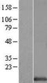 HINT / HINT1 Protein - Western validation with an anti-DDK antibody * L: Control HEK293 lysate R: Over-expression lysate