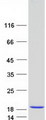 HINT / HINT1 Protein - Purified recombinant protein HINT1 was analyzed by SDS-PAGE gel and Coomassie Blue Staining