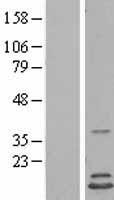 HINT2 Protein - Western validation with an anti-DDK antibody * L: Control HEK293 lysate R: Over-expression lysate