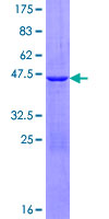 HINT2 Protein - 12.5% SDS-PAGE of human HINT2 stained with Coomassie Blue