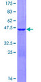 HINT2 Protein - 12.5% SDS-PAGE of human HINT2 stained with Coomassie Blue