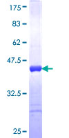 HINT2 Protein - 12.5% SDS-PAGE Stained with Coomassie Blue.