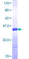 HINT2 Protein - 12.5% SDS-PAGE Stained with Coomassie Blue.