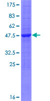 HINT3 Protein - 12.5% SDS-PAGE of human HINT3 stained with Coomassie Blue