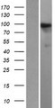 HIPK1 Protein - Western validation with an anti-DDK antibody * L: Control HEK293 lysate R: Over-expression lysate